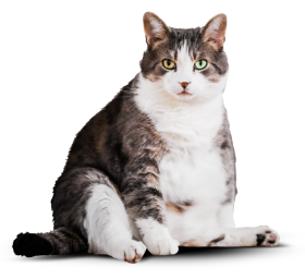 Изображение супового набора для котов.