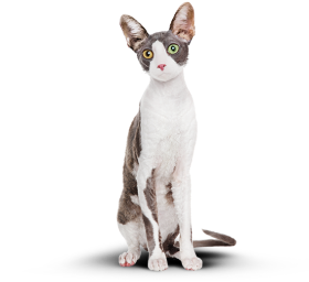 Изображение супового набора для котов.